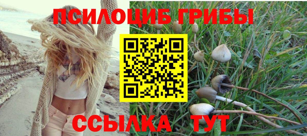 Галлюциногенные грибы Psilocybine cubensis Павлово