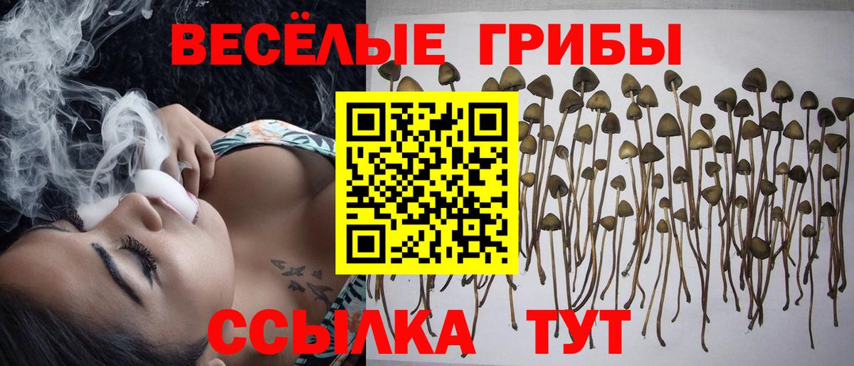 Павлово  Псилоцибиновые грибы GOLDEN TEACHER  Вход с VPN 